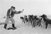 Ingepaluk Neqe, an Inuit hunter, feeds raw seal meat to his team of huskies while on a hunt at Pitoraavik. Northwest Greenland. 1977