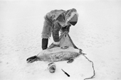 Utuniak Eipe skins a seal that he has shot at its breathing hole in the sea ice. Qaanaaq, Thule, Northwest Greenland. 1977