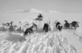 Inuit hunter with his team of huskies pulling a dog sled. NW. Greenland. 1977