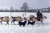 Even woman riding a reindeer takes supplies to her camp. Chukotka. Siberia. Russia. 1994