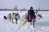 Even woman riding a reindeer takes supplies to her camp. Chukotka. Siberia. Russia. 1994