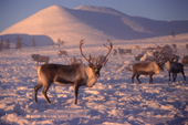 Reindeer at their winter pastures in the Verkhoyansk range of mountains. Yakutia, Siberia, Russia. 1999