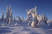 Snow covered larch trees in winter sunshine. Boreal Forest. Verkhoyansk. Yakutia, Siberia, Russia. 1999