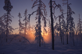 Boreal Forest. Winter sunset in the taiga near Verkhoyansk. Yakutia, Siberia, Russia. 1999