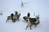 Reindeer are startled when a MI-8 helicopter lands near them at Numto. Khanty Mansiysk, W.Siberia, Russia. 2000