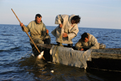 Nenets men hauling a fish net with a catch of Muksun near the mouth of the River Ob.Yamal, W.Siberia, Russia. 2000