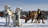 Working huskies in harness. Kiruna, Lapland, Sweden.