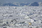 Polar bear hunting on the close pack ice south of Spitsbergen.