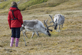 Moulting bull Svalbard reindeer are very brave near a tourist. Alkhornet. Spitsbergen.