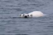 Polar Bear swimming. By Lgya, N Svalbard, 2006. Print size to A4.(8 x 11.5 inches)