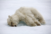 Dead Polar Bear cub on snow along the shoreline, Torellneset, Svalbard