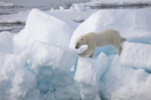 Polar bear makes its way across piled up sea ice, Svalbard. Arctic Norway