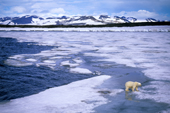 Subadult polar bear, Ursus maritimus, hunting for seals on the melting pack ice, Svalbard Archipelago, Arctic Norway