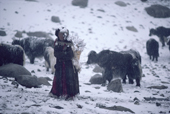 A woman with firewood and snow covered Yaks. Nimaling Plateau. Ladakh. India.